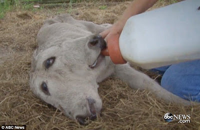 Anak Sapi Berkepala 2 di Florida