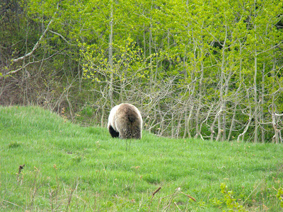 grizzly bear