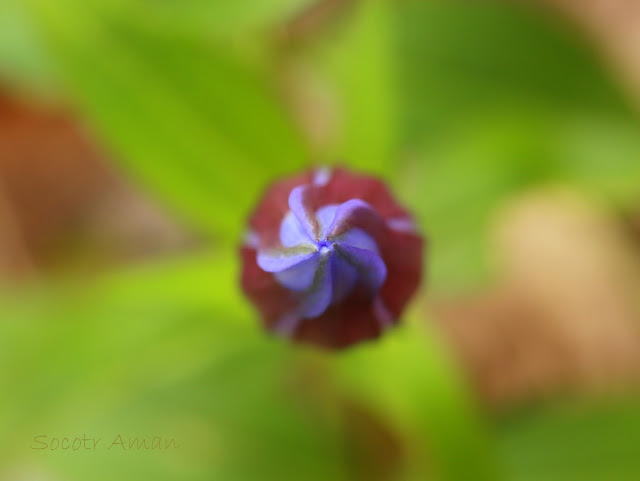 Gentiana scabra