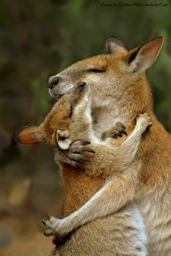 21 Animal hugging pictures (21 pics)