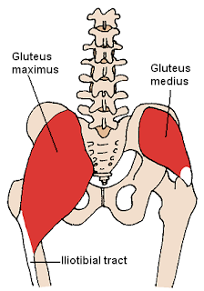 gluteus medius muscle, anatomy, muscle picture