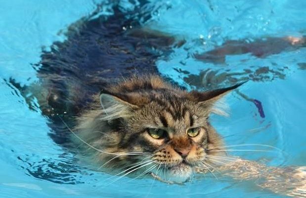 kucing maine coon berenang