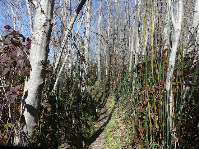 thin trees and reeds