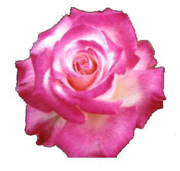 Rose Pink: April 2011