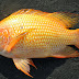 37+ Klasifikasi Ikan Nila Merah
