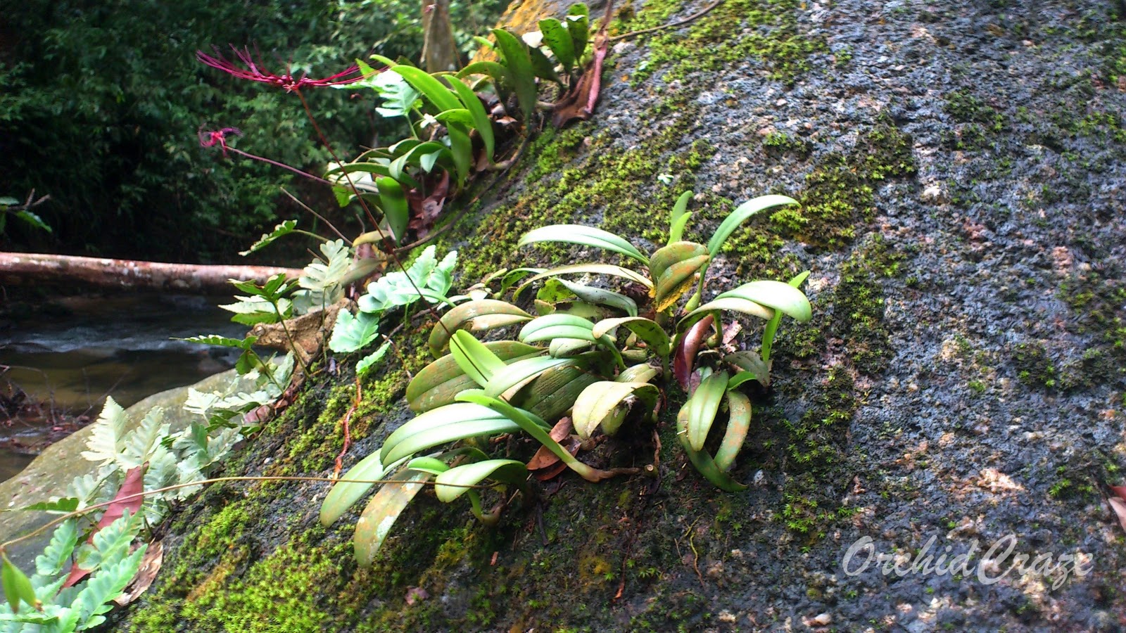 OrchidCraze: Jalan-jalan jumpa orkid : Hutan Lipur Bukit Hijau