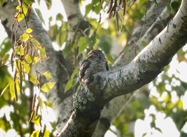 Common Nighthawk