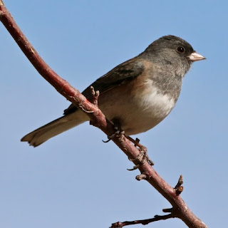 Evolutionists foolishly tried to extrapolate testosterone in juncos as a driving force in their - and our - evolution. Fake science for Darwinoids.