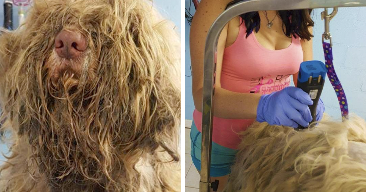 Dog Groomer Opened Her Shop In Middle Of The Night To Give A Stray Dog A Haircut