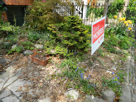 Cabbagetown Toronto Spring Front Garden Cleanup Before by Paul Jung Gardening Services a Toronto Gardening Company