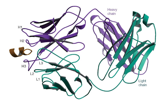 The structure of an antibody bound to a peptide corresponding to a linear epitope