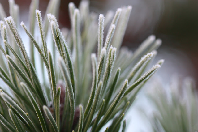 frosted pine needles