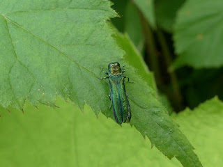 Agrile du Québec non identifié - Agrilus sp.