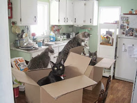 Funny cats - part 91 (40 pics + 10 gifs), cats playing with boxes