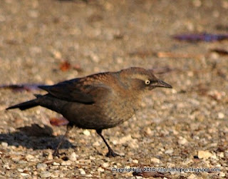 Rusty Blackbirds