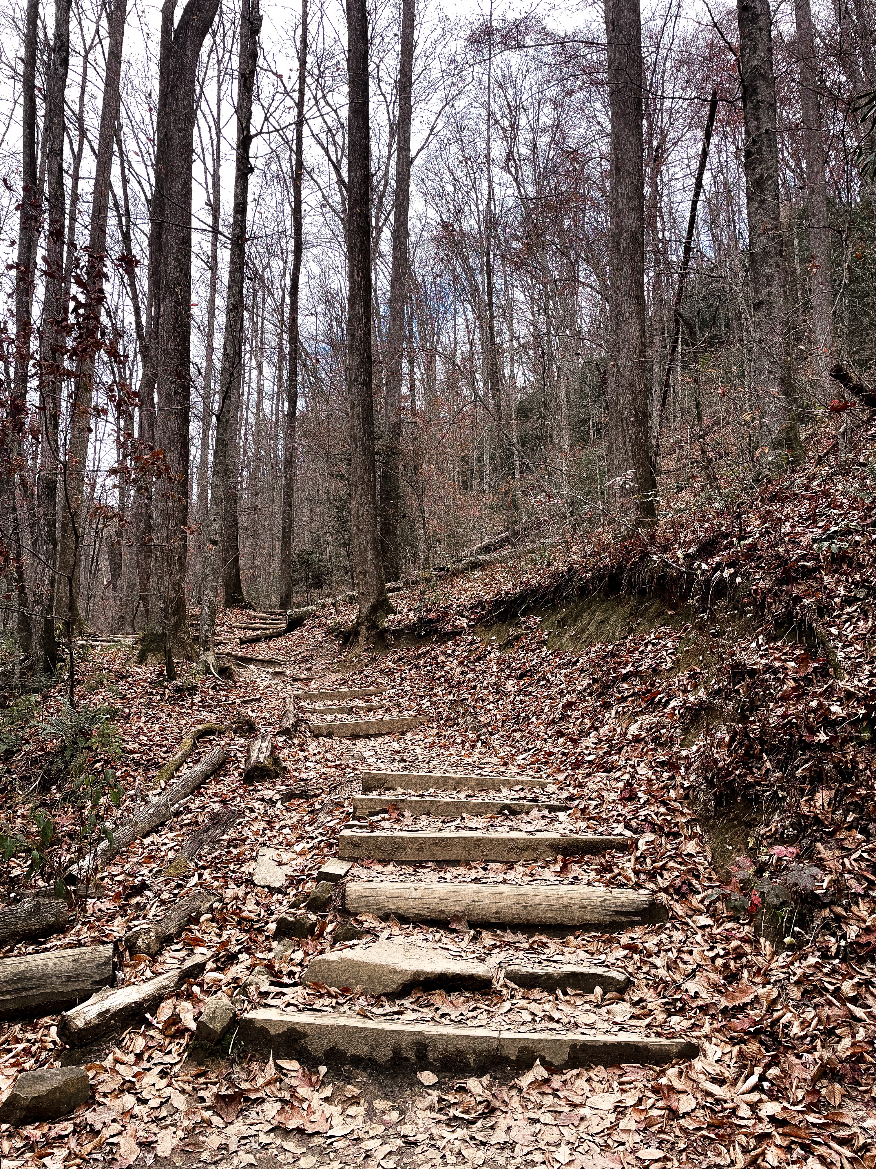 Moore Cove Falls Trail, NC