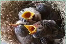 Makanan Untuk Burung Ciblek Anakan