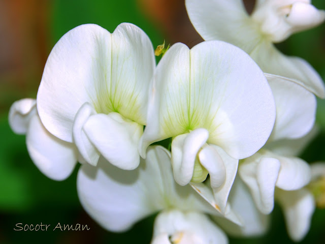 Lathyrus latifolius