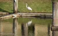 Great egret, Aransas Bay, TX, by Jodi Arsenault, Feb. 19, 2017