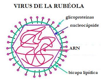 Estructura y enfermedades de los virus