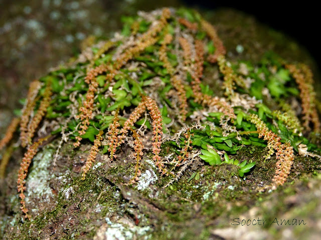 Oberonia japonica