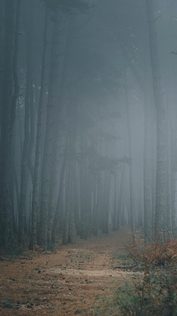 Trees, Path, Darkness, Forest, Fog