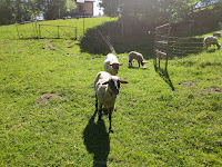 cztery owce na zielonej trawie