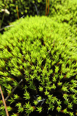 A close up of bright green moorland moss.