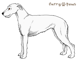 Download Furry Paws Dog Breed Colors Irish Wolfhound Sketch Coloring Page