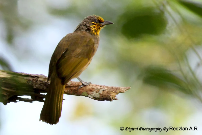 Stripe-throated Bulbul (Pycnonotus finlaysoni)