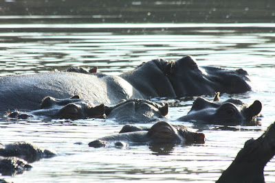 kruger national park africa hippopotamus