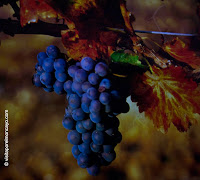 Museo del Vino D.O. Campo de Borja vitivinicultura vino Comarca Campo de Borja Comarca de Tarazona y el Moncayo Monasterio de Veruela