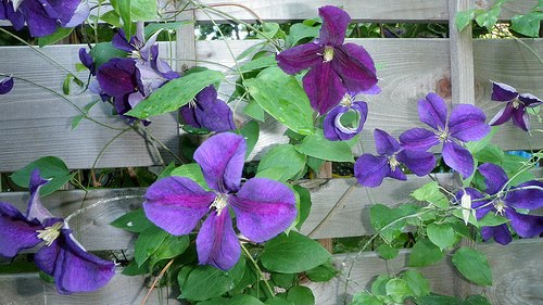 [purple+clematis]