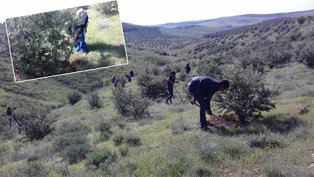 İmece usulü ile ağaç bakımı yaptılar