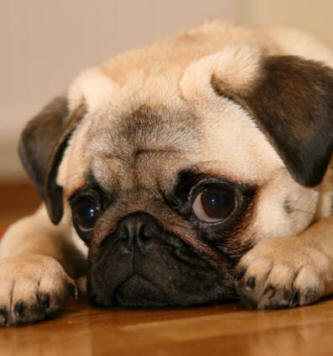 pug dog