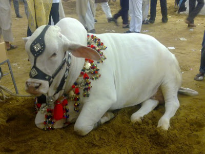 Cool Fun 2012: Cows for year 2010 Eid ul Azha