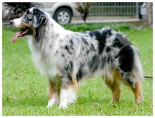 australian shepherd dog hound canine pooch canis bow-wow despicable fellow qen txakurra gos pas hond koer aso koira kutya hundur madra pets huisdieren animaux de compagnie Haustiere de companie husdjur Evcil Hayvan anifeiliaid anwes domace zvali augintiniai alagang hayop domaci zvirata kucni ljubimci animals domestics maskotak