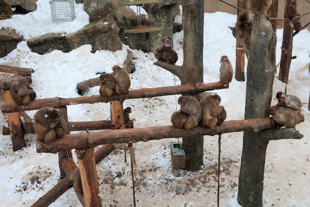 北海道 旭川 旭山動物園