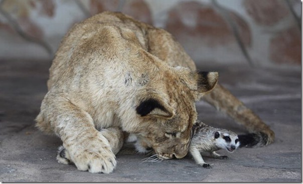 Simba e Timão na Vida Real (3)