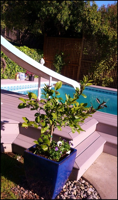Backyard plantings 010 (470x800)
