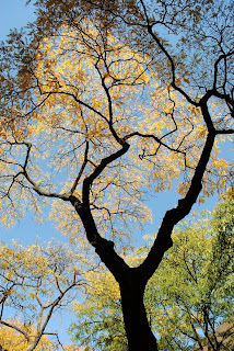 looking up at a beautiful tree