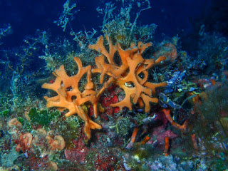 Pentapora fascialis 