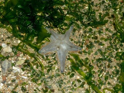 sand star, Astropecten sp.