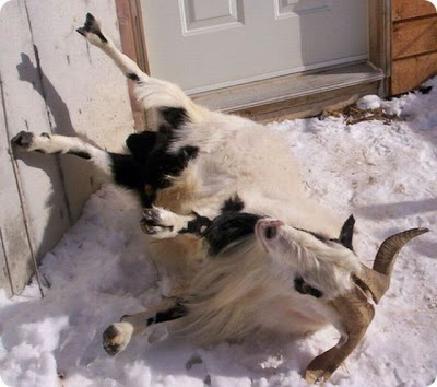 Fainting Goat Seen On www.coolpicturegallery.us