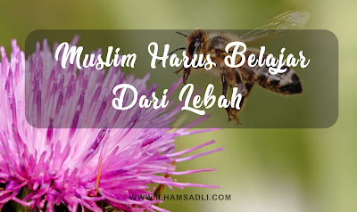 Muslim yang Baik Itu Harus Belajar dari Lebah