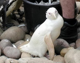 Funny Albino Animals