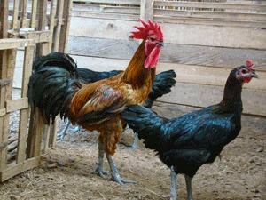 ALL CHICKEN BREEDS FROM INDONESIA PROJECT RAJABUMEN