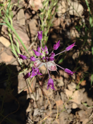 Allium acuminatum