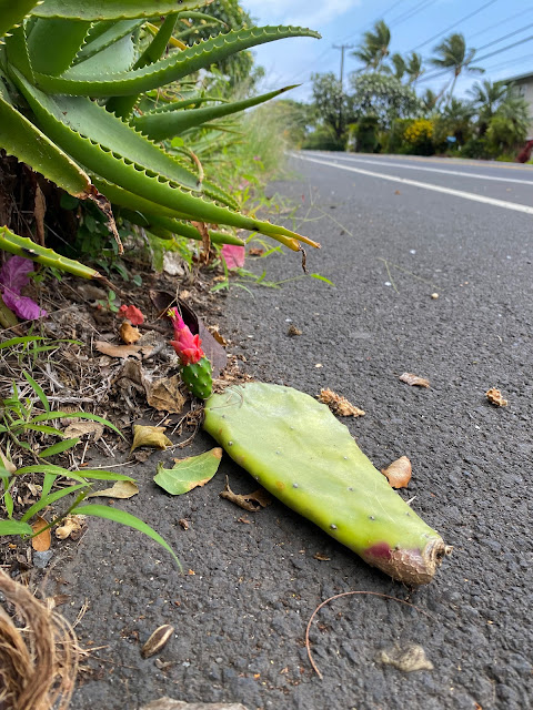 Cactus paddle on the road in Hawaii