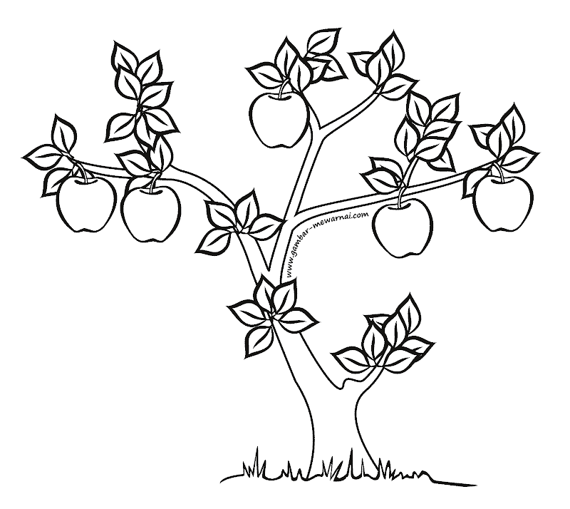 Mewarnai Gambar Pohon Apel